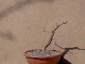 Korai juhar (Acer platanoides)