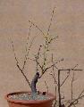 szilva 01 (Prunus domestica)