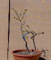 szilva 02 (Prunus domestica)