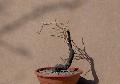 szilva 15 (Prunus domestica)